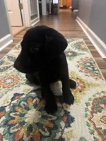Blake, a male Labrador Retriever for sale in Nettleton, MS – 9 of 10