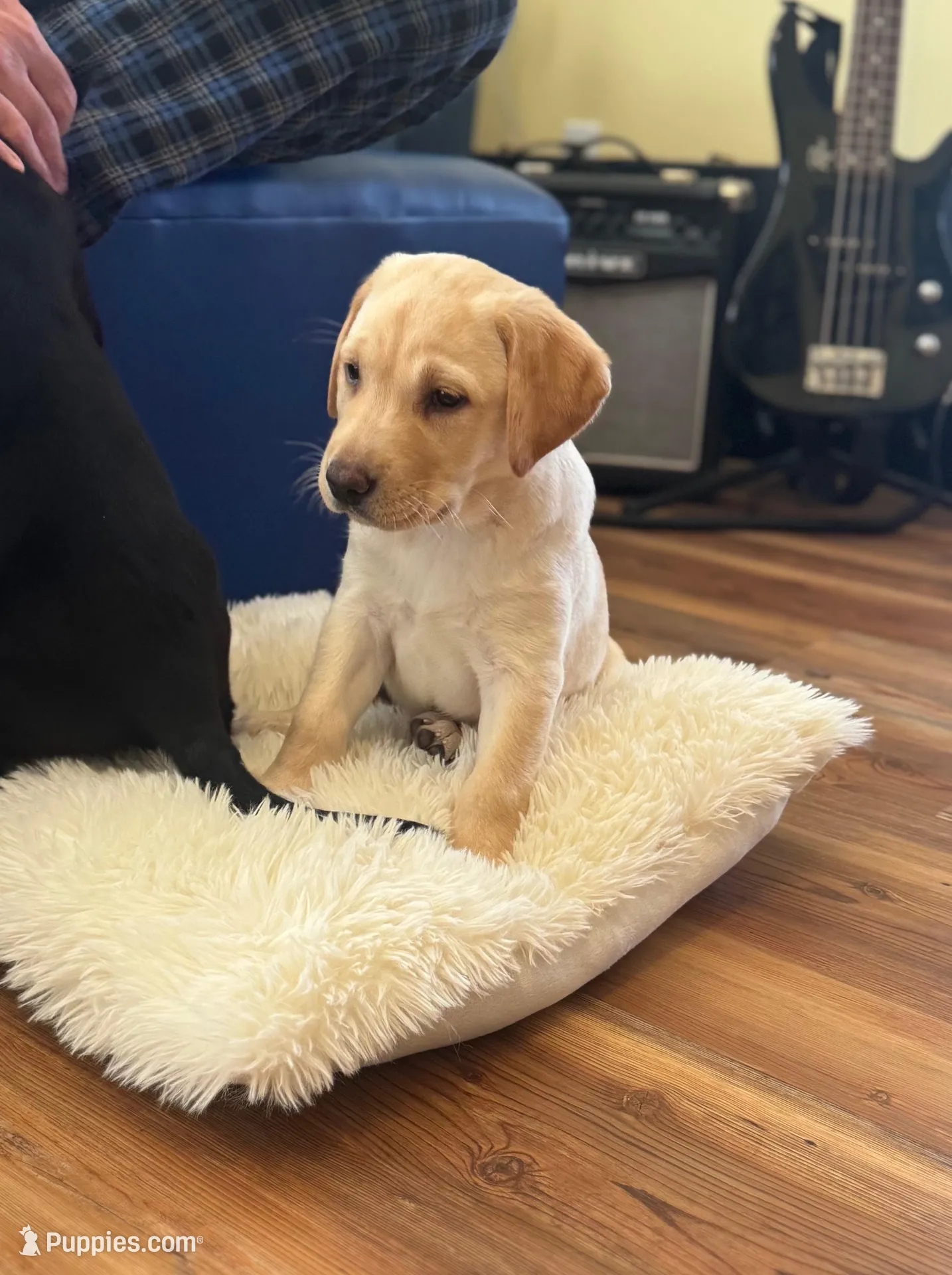 Daisy – Labrador Retriever puppy for sale in Nettleton, MS