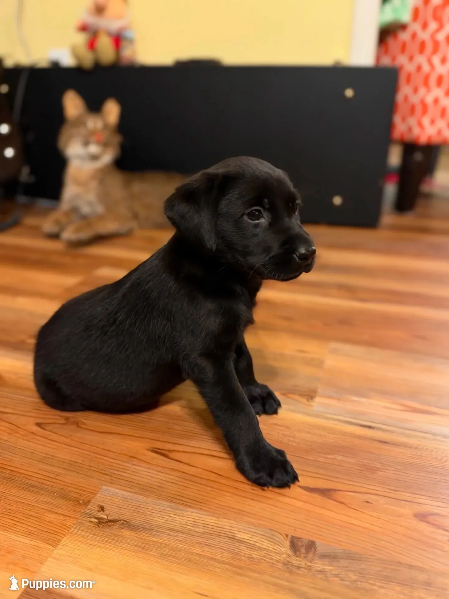 Blake, a male Labrador Retriever for sale in Nettleton, MS – 3 of 10