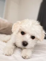 Snow, a female Maltese and Shih Tzu for sale in Fort Lauderdale, FL – 1 of 5