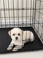Snow, a female Maltese and Shih Tzu for sale in Fort Lauderdale, FL – 5 of 5