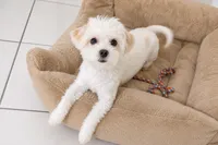 Snow, a female Maltese and Shih Tzu for sale in Fort Lauderdale, FL – 3 of 5