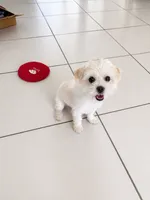Snow, a female Maltese and Shih Tzu for sale in Fort Lauderdale, FL – 4 of 5