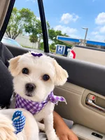 Snow, a female Maltese and Shih Tzu for sale in Fort Lauderdale, FL – 2 of 5