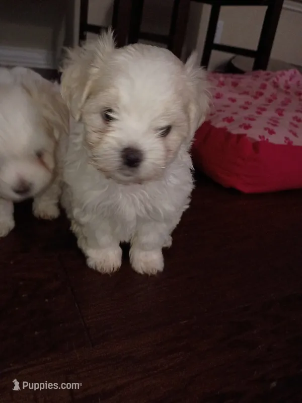 Lover Boy  – Maltese puppy for sale in Dallas, TX
