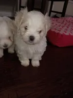 Lover Boy , a male Maltese for sale in Dallas, TX – 1 of 1