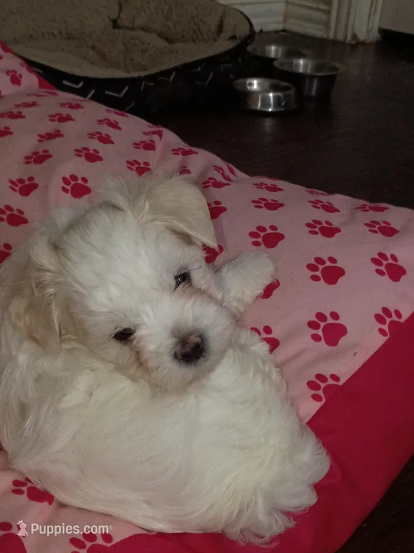 Prince  – Maltese puppy for sale in Dallas, TX