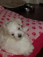 Prince , a male Maltese for sale in Dallas, TX – 1 of 1