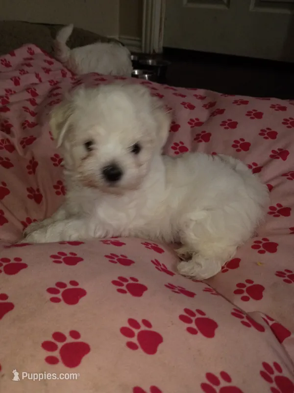 Pinky  – Maltese puppy for sale in Dallas, TX