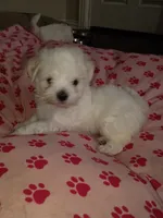 Pinky , a female Maltese for sale in Dallas, TX – 1 of 1