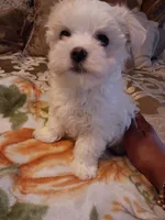 PUPS, a male Maltese for sale in Dallas, TX – Photo 2 of 2