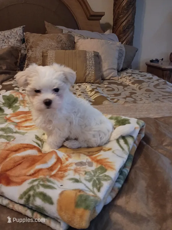 PUPS, a male Maltese for sale in Dallas, TX – Photo 1 of 2
