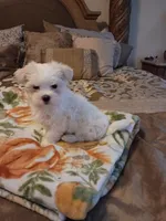 PUPS, a male Maltese for sale in Dallas, TX – Photo 1 of 2