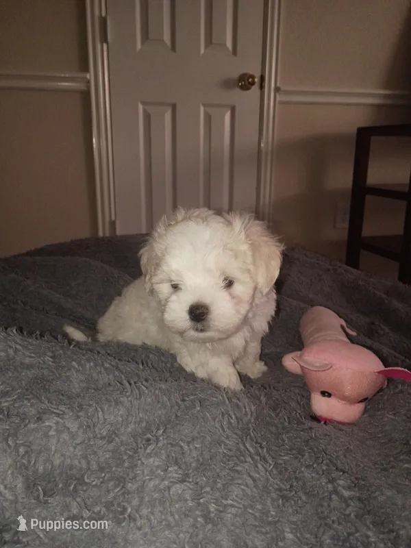 Lover Boy  – Maltese puppy for sale in Dallas, TX