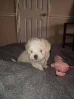 Lover Boy , a male Maltese for sale in Dallas, TX – 1 of 4