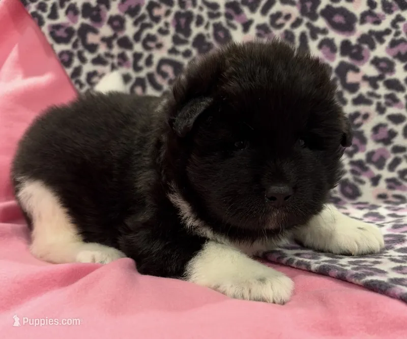 AKC Female 1 – Akita puppy for sale in Meeker, OK