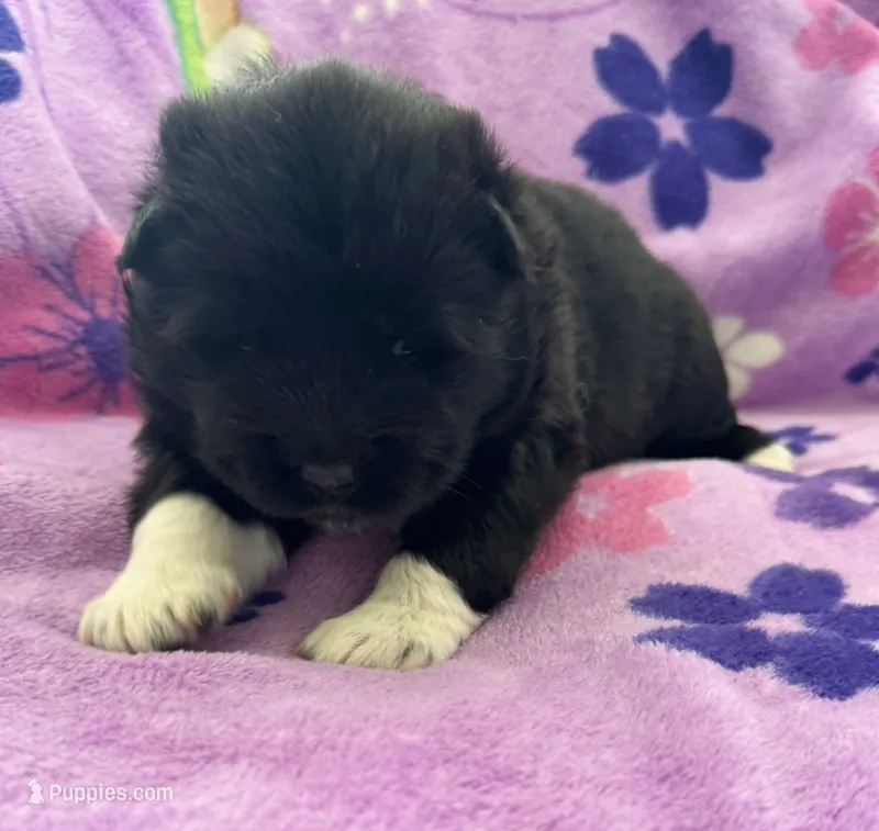 AKC Female 2 – Akita puppy for sale in Meeker, OK