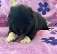 AKC Female 2, a female Akita for sale in Meeker, OK – 1 of 5
