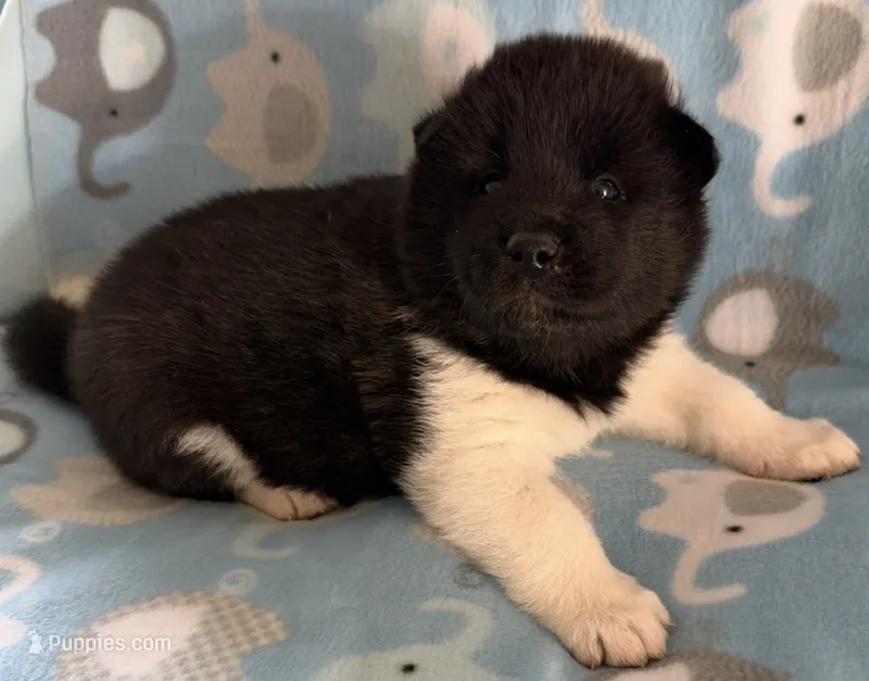 AKC Male 5 – Akita puppy for sale in Meeker, OK