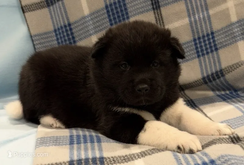 AKC Male 4 – Akita puppy for sale in Meeker, OK