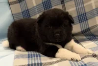 AKC Ruger, a male Akita for sale in Meeker, OK – 1 of 7