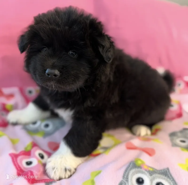 Liberty – Akita puppy for sale in Meeker, OK
