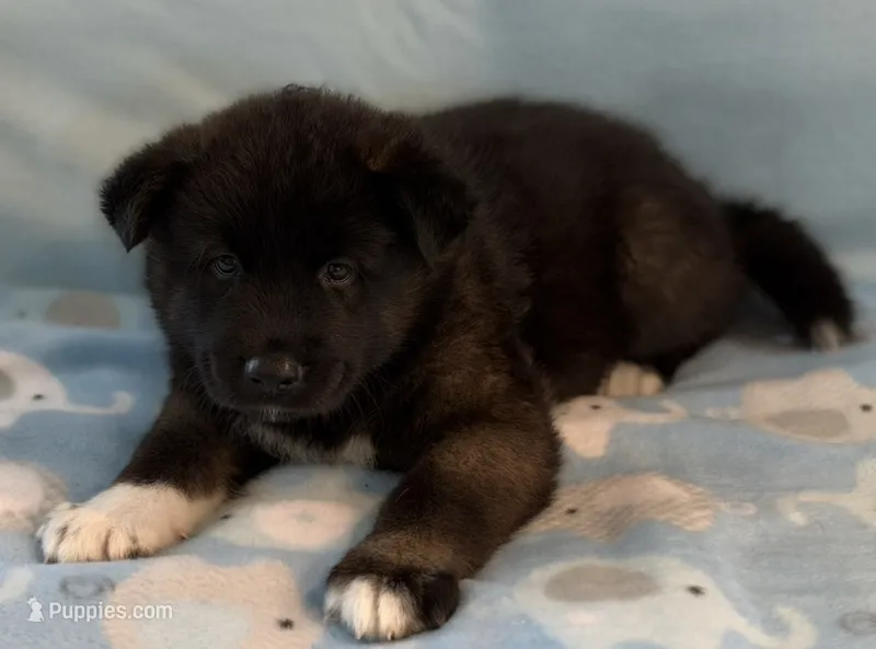 Timber – Akita puppy for sale in Meeker, OK