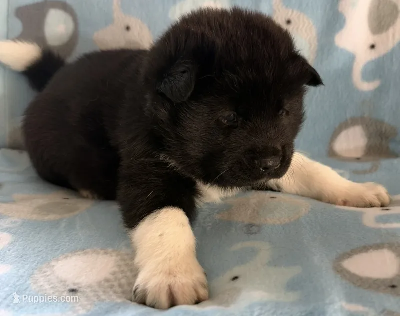 AKC Male 4 – Akita puppy for sale in Meeker, OK