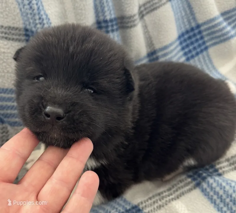 AKC Male 5 – Akita puppy for sale in Meeker, OK