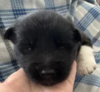 AKC Male 3, a male Akita for sale in Meeker, OK – 1 of 5