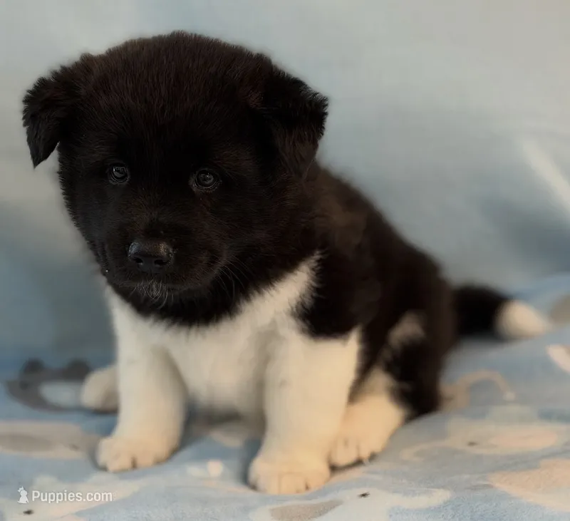 Scout – Akita puppy for sale in Meeker, OK