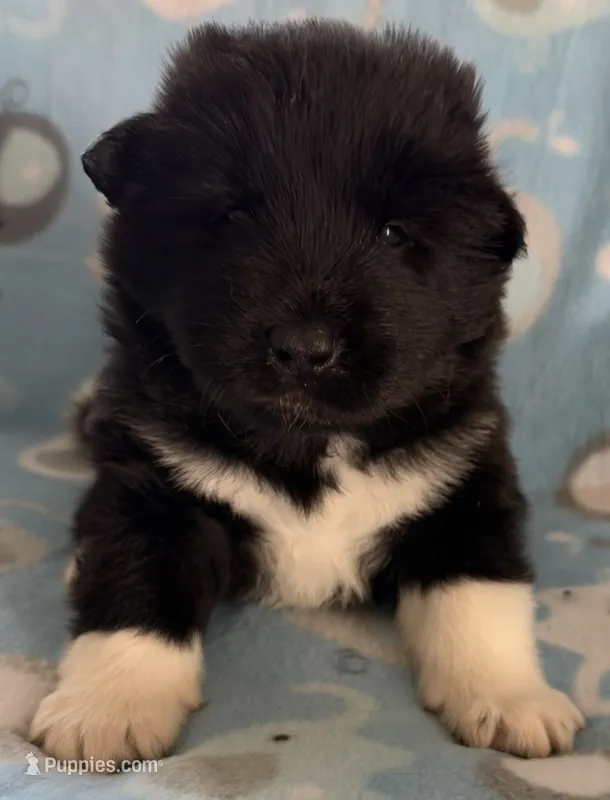 AKC Male 3 – Akita puppy for sale in Meeker, OK