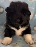 AKC Rambo, a male Akita for sale in Meeker, OK – 2 of 7