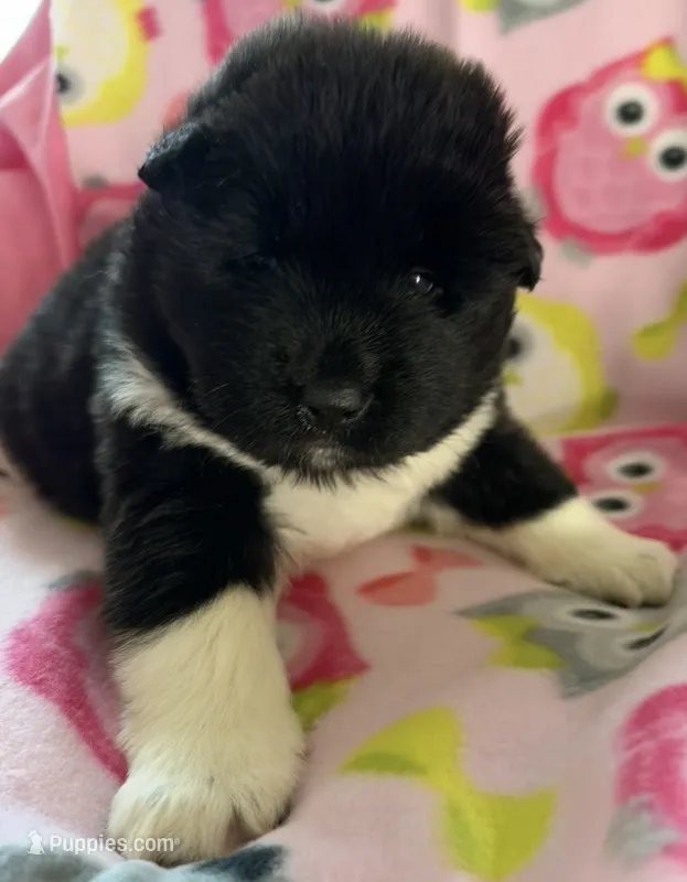 AKC Female 1 – Akita puppy for sale in Meeker, OK