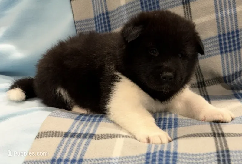 AKC Male 5 – Akita puppy for sale in Meeker, OK