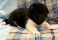 AKC Scout, a male Akita for sale in Meeker, OK – 1 of 7