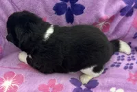 AKC Female 1, a female Akita for sale in Meeker, OK – 2 of 5
