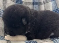 AKC Male 5, a male Akita for sale in Meeker, OK – 2 of 5