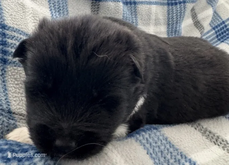 AKC Male 1 – Akita puppy for sale in Meeker, OK