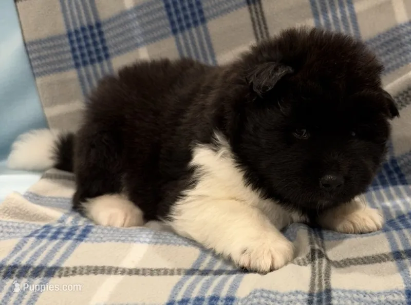 AKC Male 1 – Akita puppy for sale in Meeker, OK