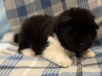 AKC Blaze, a male Akita for sale in Meeker, OK – 1 of 7