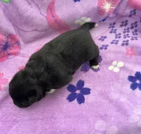 AKC Female 2, a female Akita for sale in Meeker, OK – 3 of 5