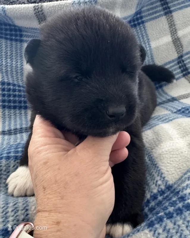 AKC Male 2  – Akita puppy for sale in Meeker, OK