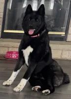 AKC Female 2, a female Akita for sale in Meeker, OK – 4 of 5