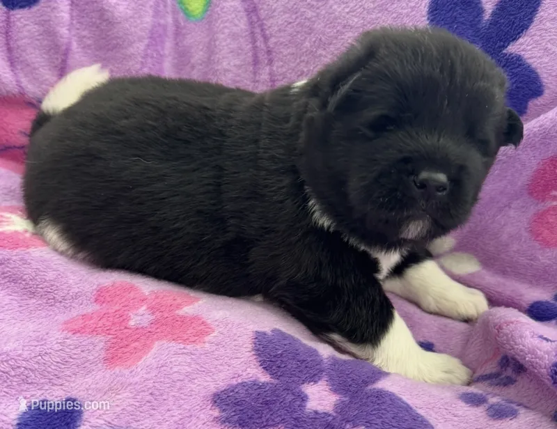 AKC Female 1 – Akita puppy for sale in Meeker, OK