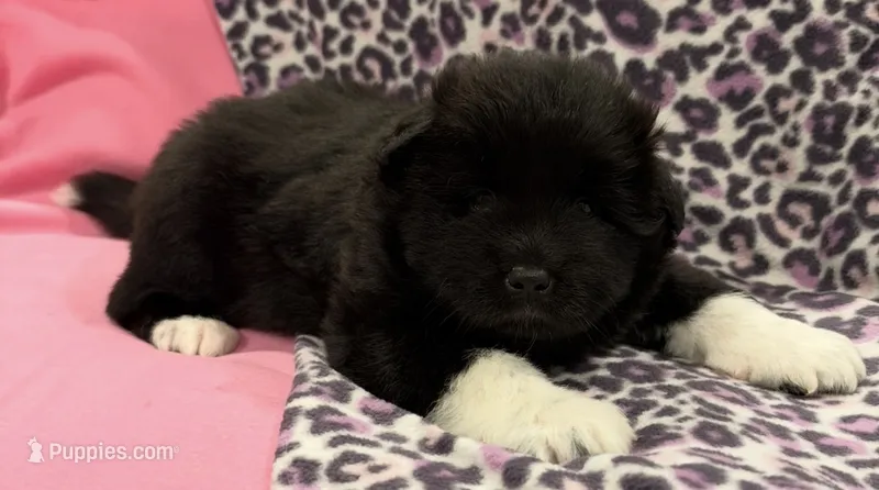 AKC Female 2 – Akita puppy for sale in Meeker, OK