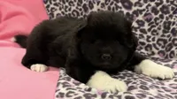 AKC Liberty, a female Akita for sale in Meeker, OK – 1 of 7