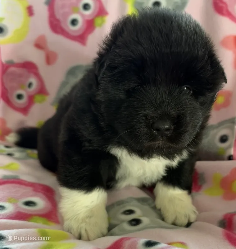 AKC Female 2 – Akita puppy for sale in Meeker, OK