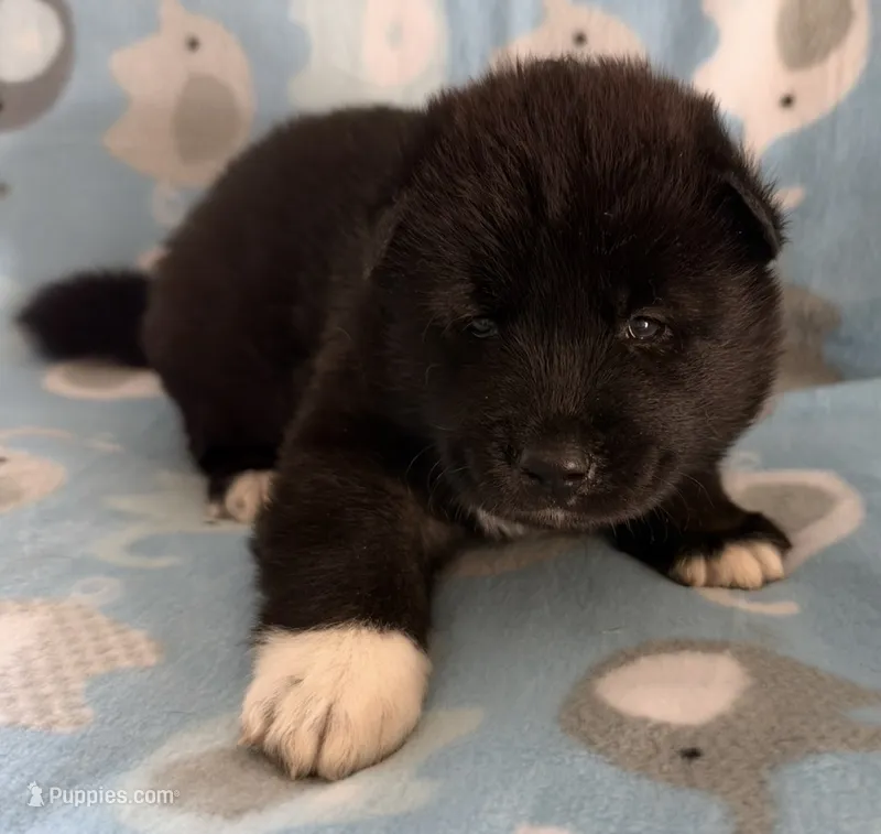 AKC Male 2  – Akita puppy for sale in Meeker, OK