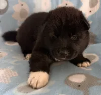 AKC Timber, a male Akita for sale in Meeker, OK – 2 of 7